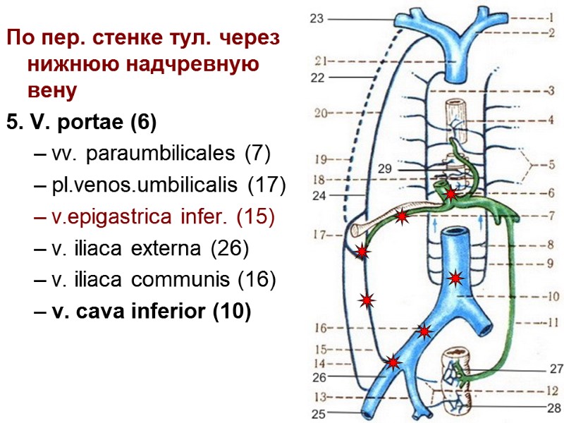 16 По пер. стенке тул. через нижнюю надчревную вену 5. V. portae (6) vv.